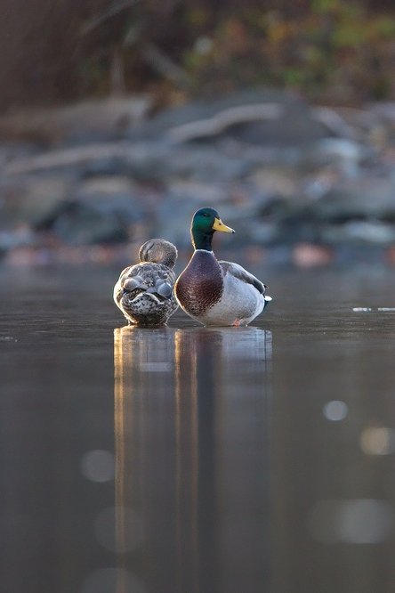Two mallard ducks rest on calm, reflective water, likely during golden hour. A male mallard with a distinctive iridescent green head, yellow bill, and chestnut-brown chest sits beside a female mallard with mottled brown plumage and her head tucked in. Their reflections are mirrored on the still water surface, with a soft, blurred natural shoreline of rocks and foliage in the background.